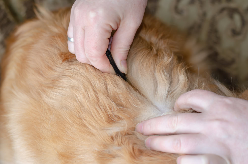 Is permethrin safe for dogs facts advice usage vet answer pangovet