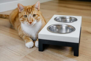 tabby cat lying next to elevated feeding bowls