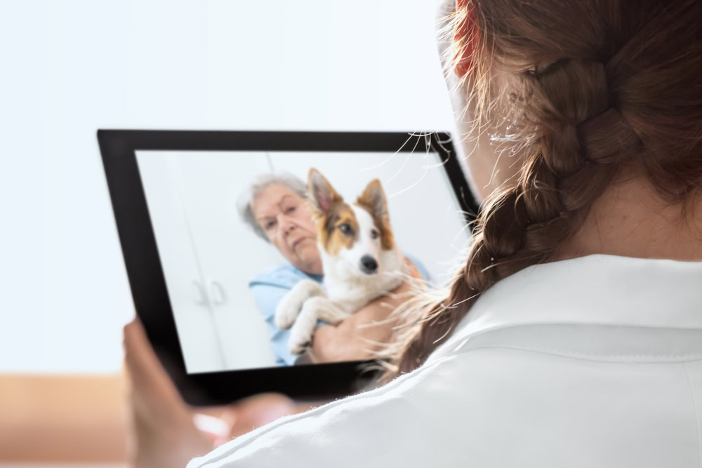 dog with owner vet telehealth