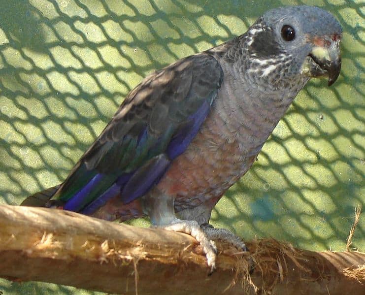 Dusky Pionus Parrot: Info, Facts, Care Guide, & Pictures | PangoVet