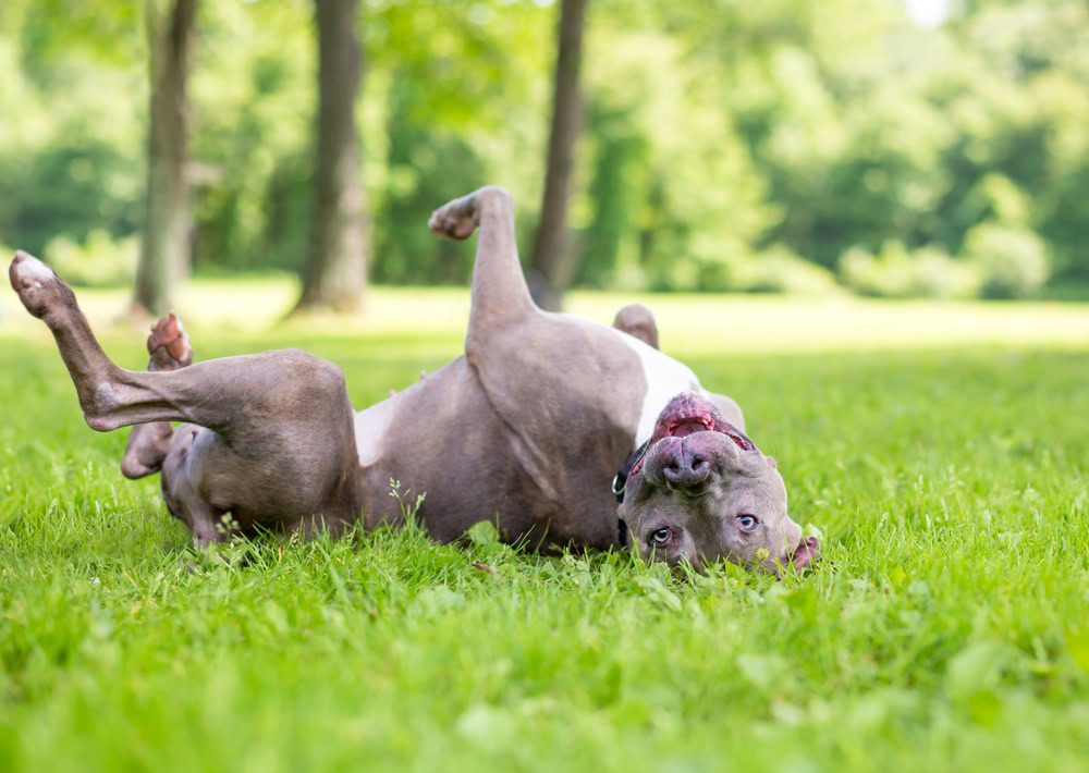 A happy Pit Bull Terrier mixed breed dog rolling in the grass