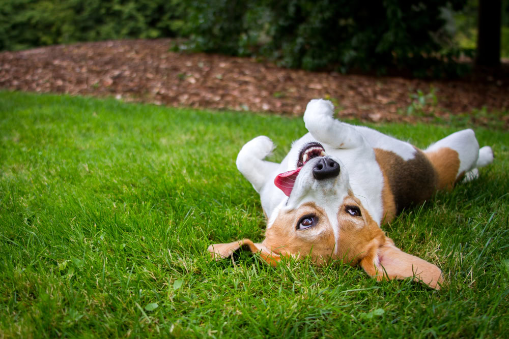 Why Do Dogs Roll in the Grass? 6 Vet-Verified Reasons