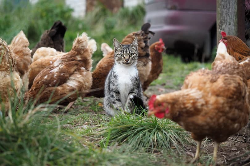 Cat and Chicken