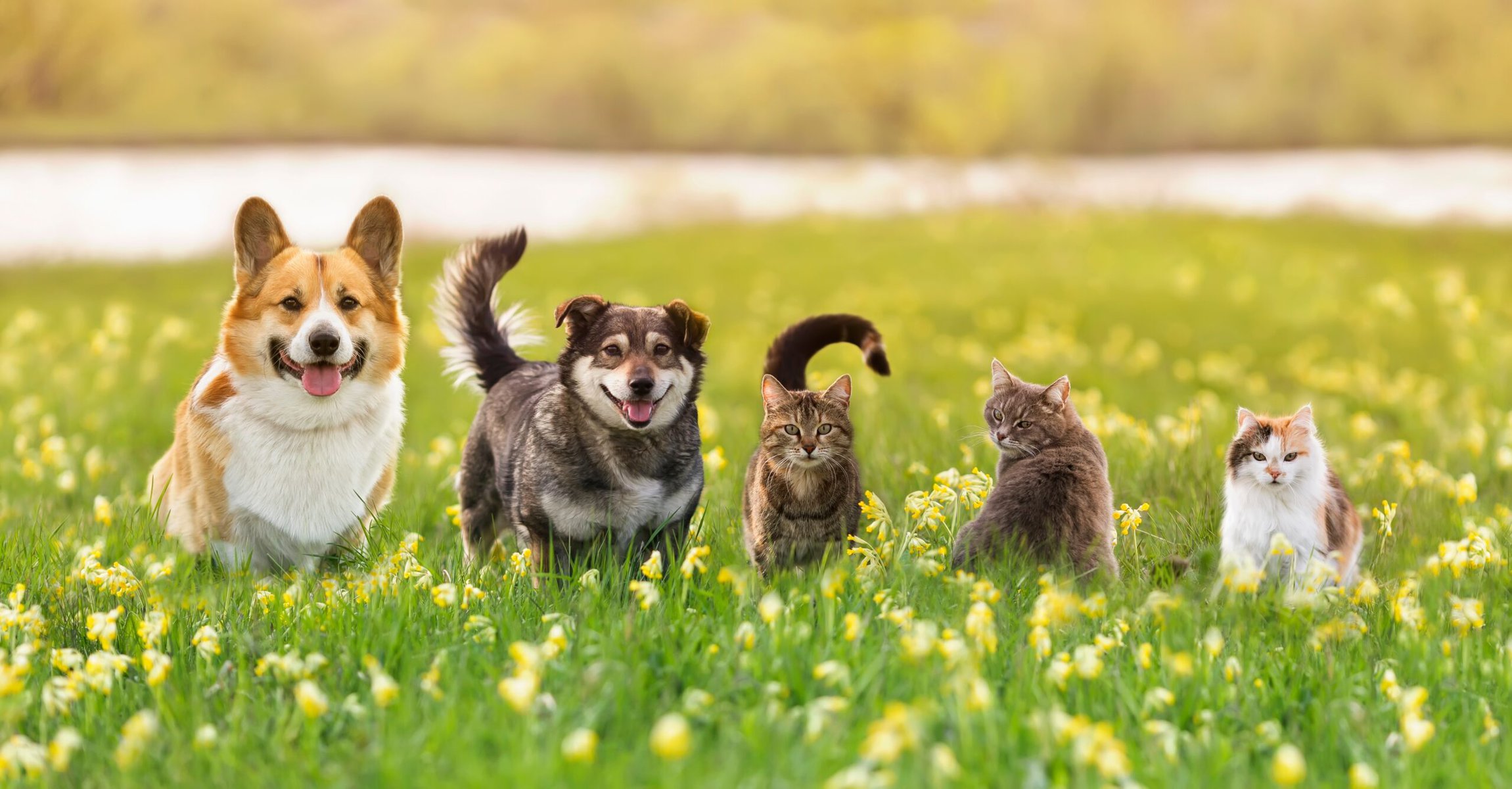 Cats and Dogs relaxing in a green field of grass