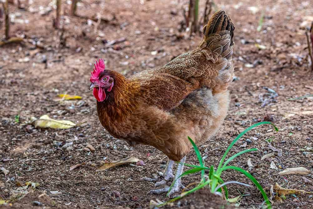 Domestic Kuroiler Chicken in the Backyard_Jen Watson_Shutterstock