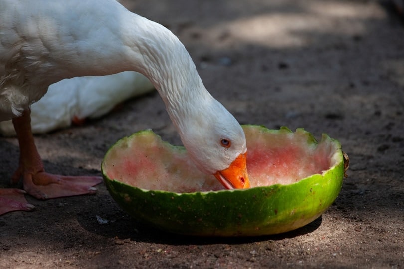 Can Ducks Eat Watermelon? Diet & Health Advice | PangoVet