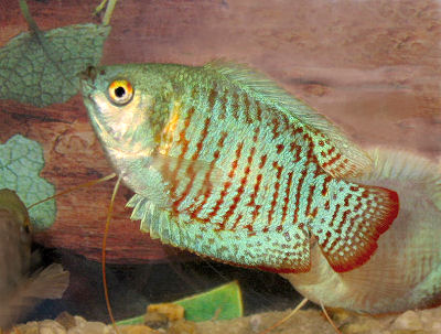 Neon Blue Dwarf Gourami: Care Guide, Info, Facts & Pictures | PangoVet