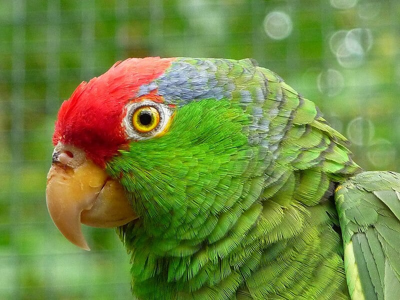 Red-Crowned Amazon Parrot (Green-Cheeked): Info, Facts, Care Guide ...