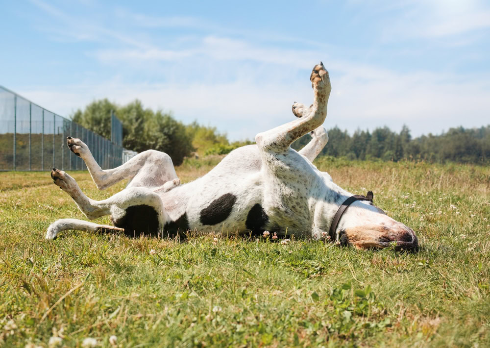 Happy dog rolling in grass