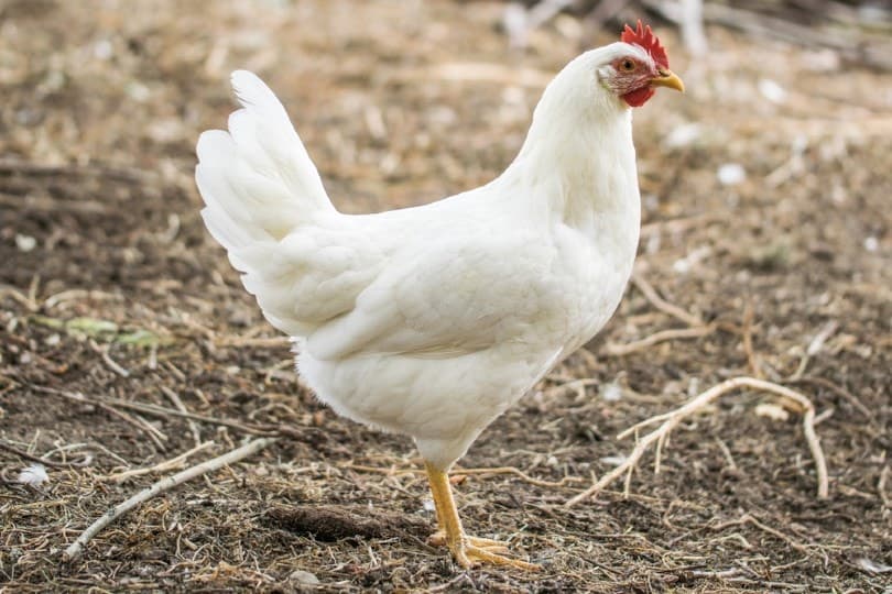 Leghorn Chicken_Ivdonata_Shutterstock