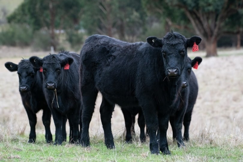 Lowline angus cows grazing