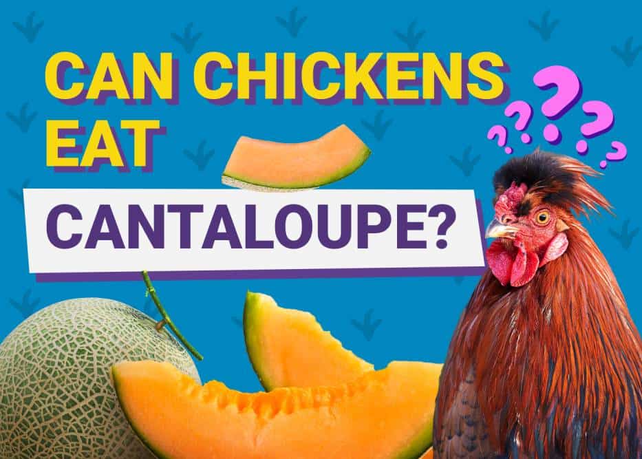 High-Quality Can Chickens Eat Cantaloupe Rinds View in 4K High-Quality Can Chickens Eat Cantaloupe Rinds View in 4K