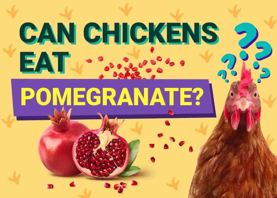 Can Chickens Eat Pomegranate? Safety &amp; Nutrition Facts | PangoVet