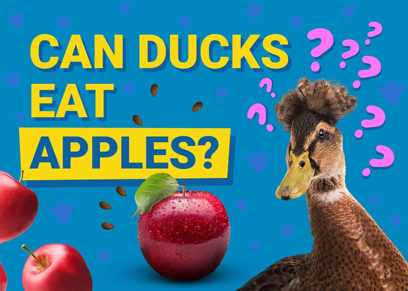 Can Ducks Eat Apples? Diet &amp; Health Advice | PangoVet