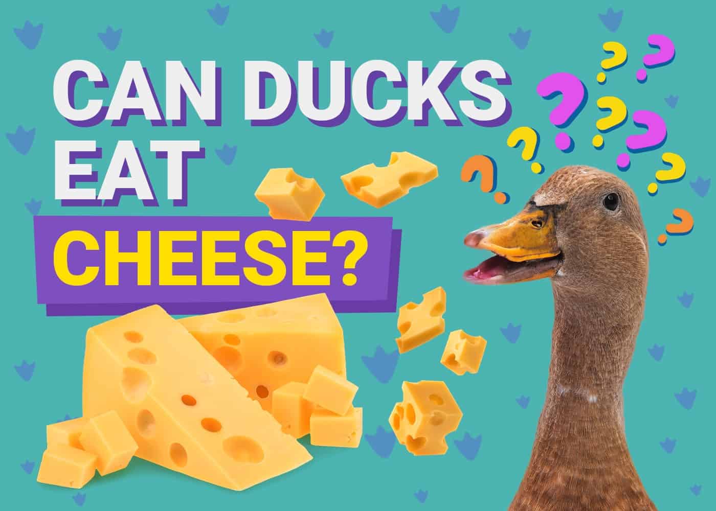 Can Ducks Eat Cheese? Nutrition & Safety Considerations | PangoVet