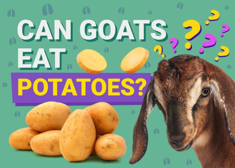 Crisp Can Goats Eat Sweet Potatoes Image Nature Crisp Can Goats Eat Sweet Potatoes Image Nature
