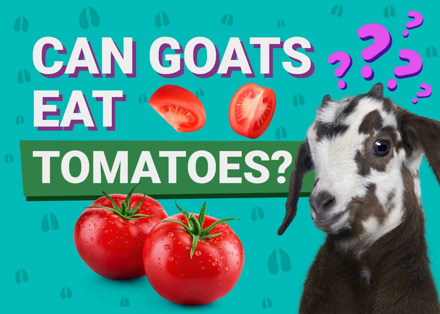 Can Goats Eat Tomatoes? Health Facts &amp; FAQ | PangoVet