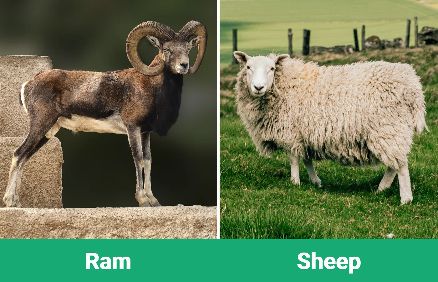 Ram vs Sheep: The Key Differences (With Info & Pictures) | PangoVet