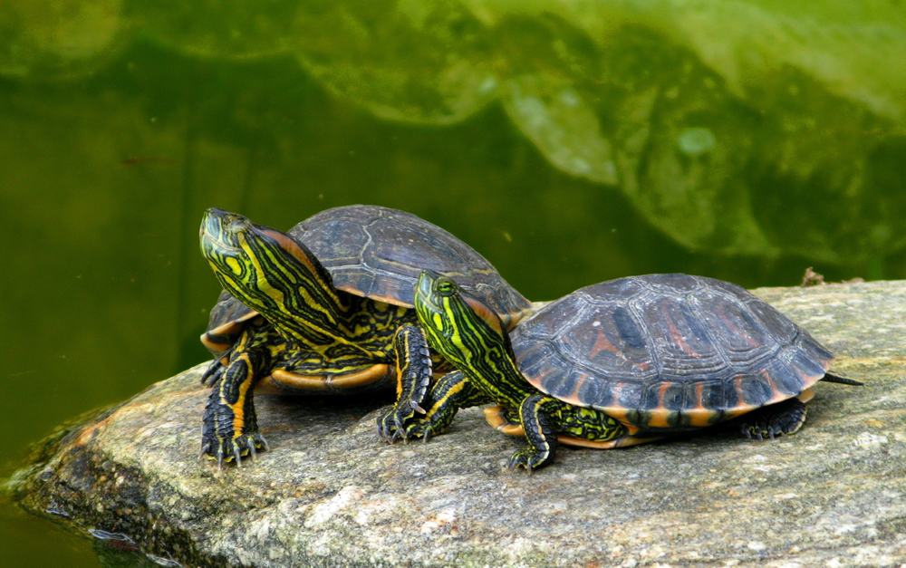 articles-about-turtles-pangovet