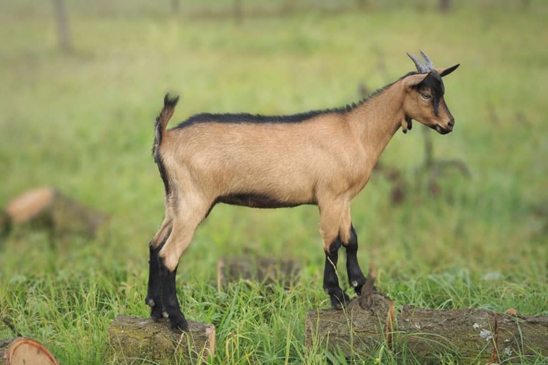 22 Goat Colors, Markings & Patterns (With Info & Pictures) | PangoVet