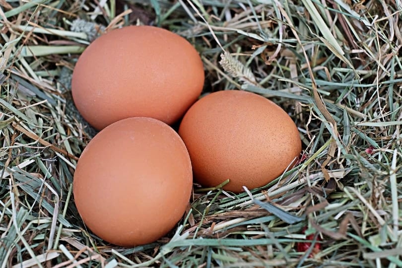chicken eggs