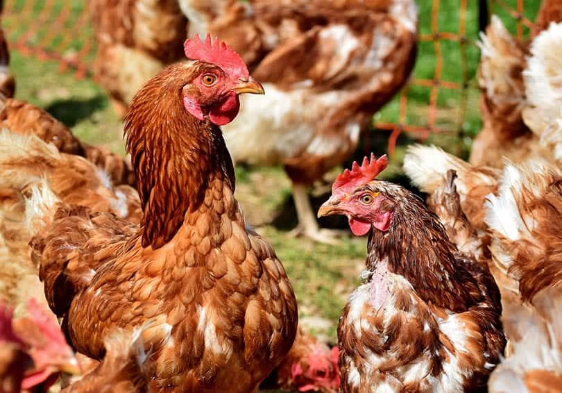 Are Chickens Mammals or Birds? Facts & FAQ | PangoVet