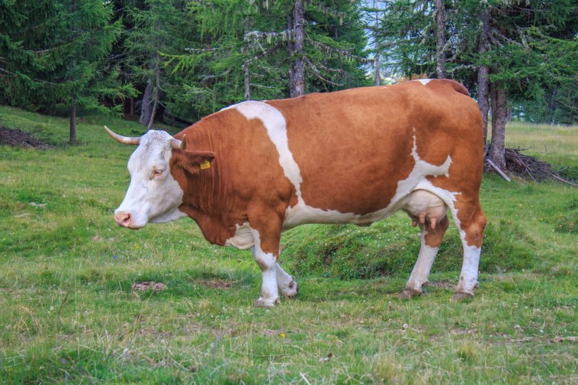 cow grazing