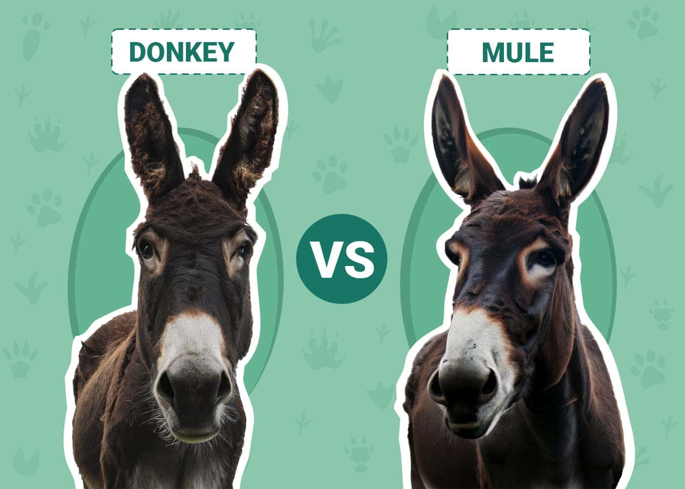 Donkey vs Mule