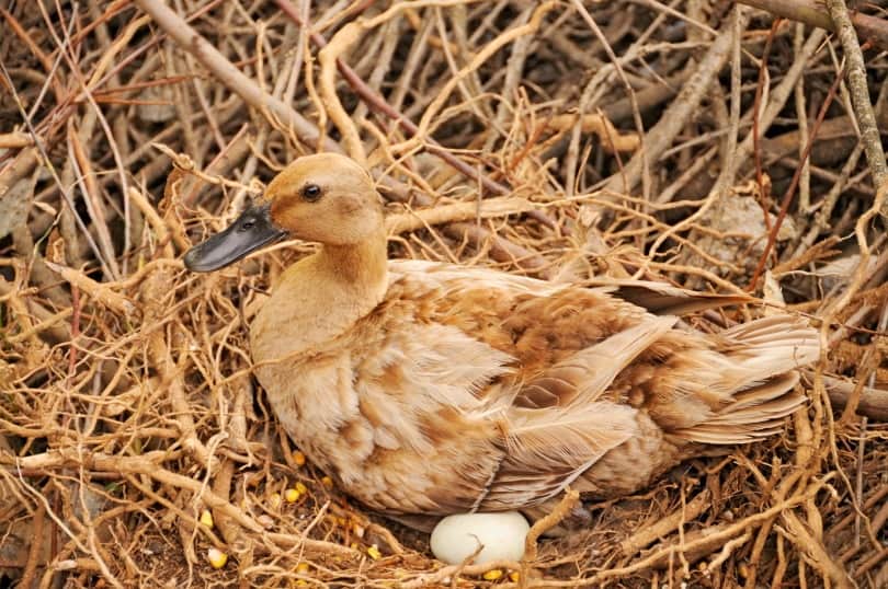 duck laying eggs