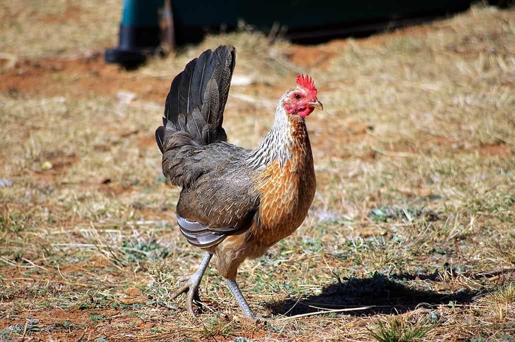 25 Chicken Colors: A Complete List (With Pictures) | PangoVet