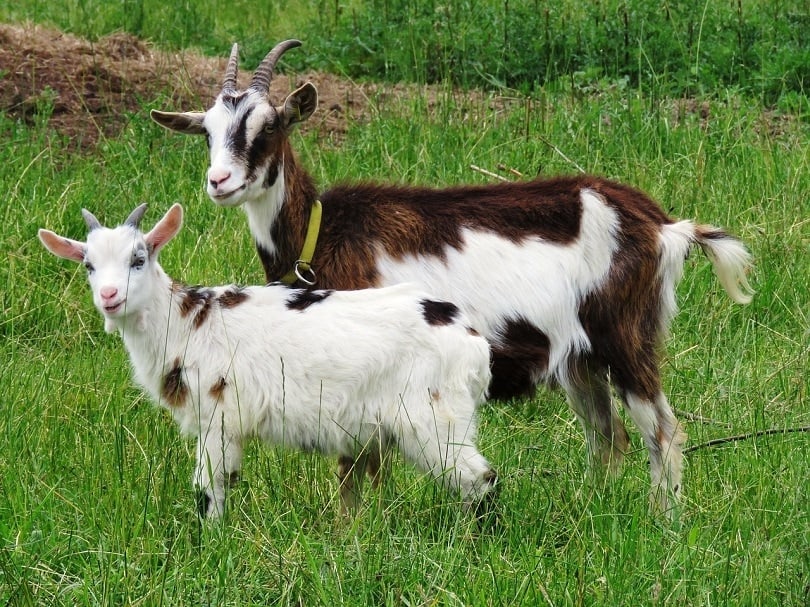 22 Goat Colors, Markings & Patterns (With Info & Pictures) | PangoVet