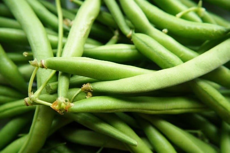 Mesmerizing Can Chickens Eat Cooked Green Beans Image Illustration Mesmerizing Can Chickens Eat Cooked Green Beans Image Illustration
