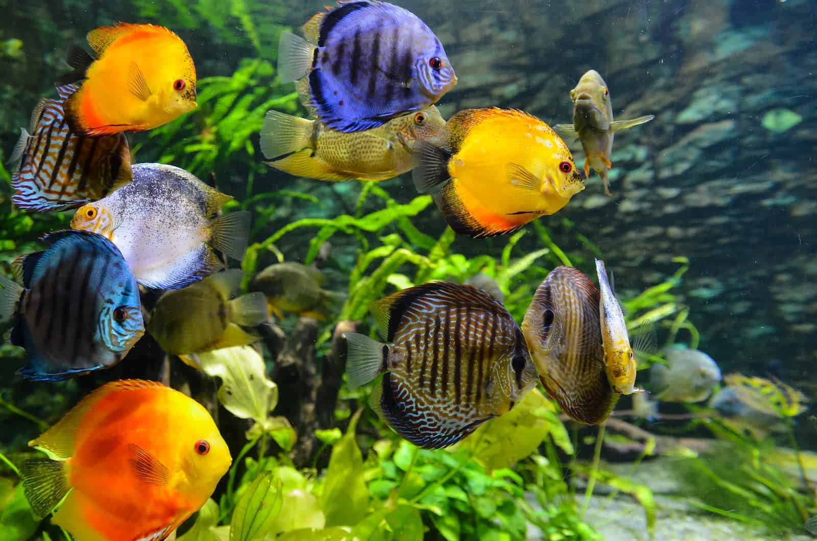 school of assorted-color fish