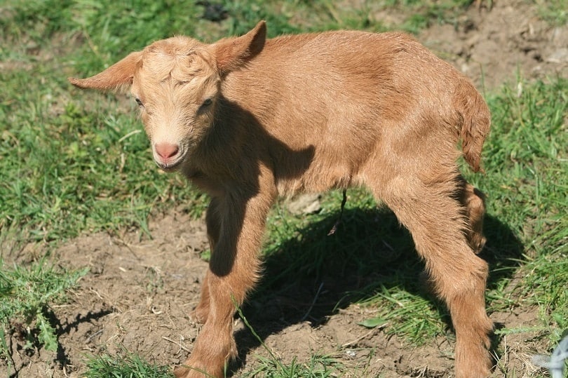 How to Potty Train a Goat (Yes, It’s Possible!) | PangoVet