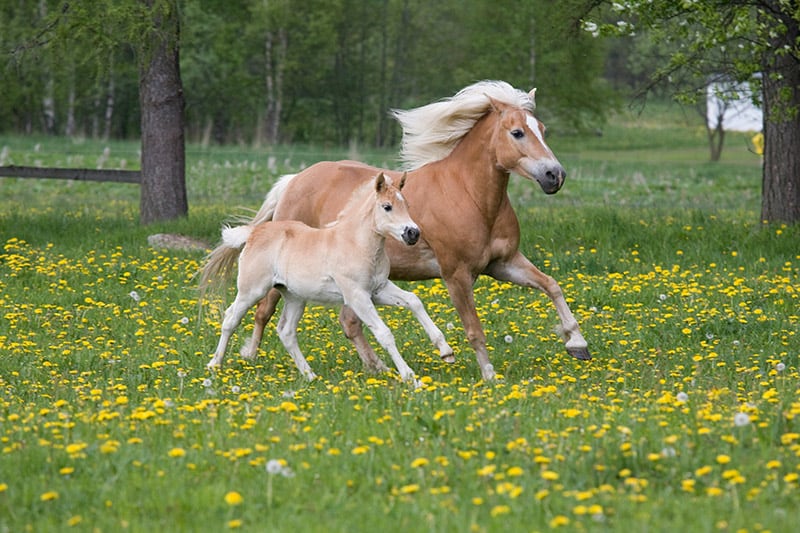 pregnant horse