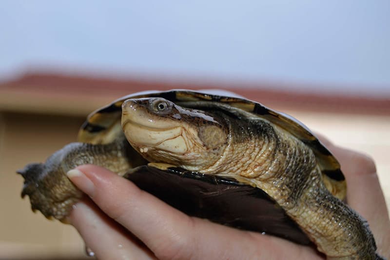 A turtle sitting on top of a tree branch