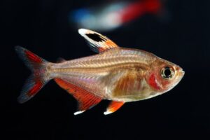 Ornate Tetra Fish: Info, Care Guide, Tank Mates, & More (With Pictures ...