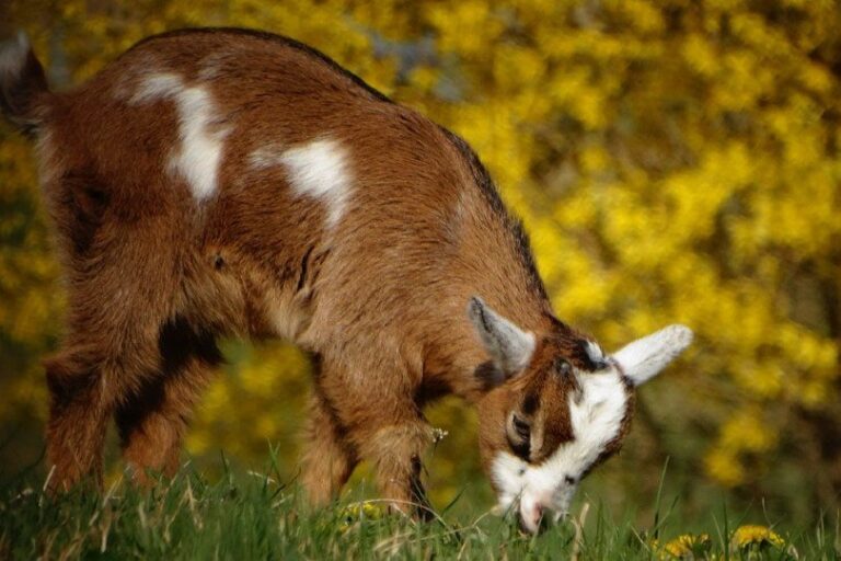 22 Goat Colors, Markings & Patterns (With Info & Pictures) | PangoVet