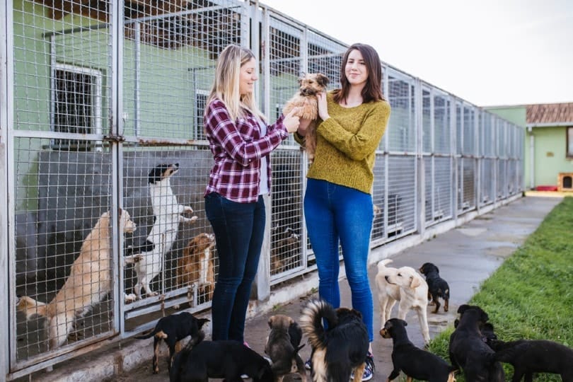 How Can I Help Rescue Animals & Shelters? 7 Great Ideas | PangoVet