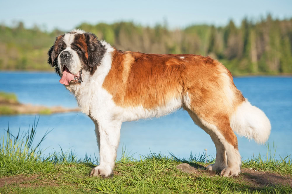 How Long Do St. Bernards Live? Vet Reviewed Average Lifespan, Data & Care Guide