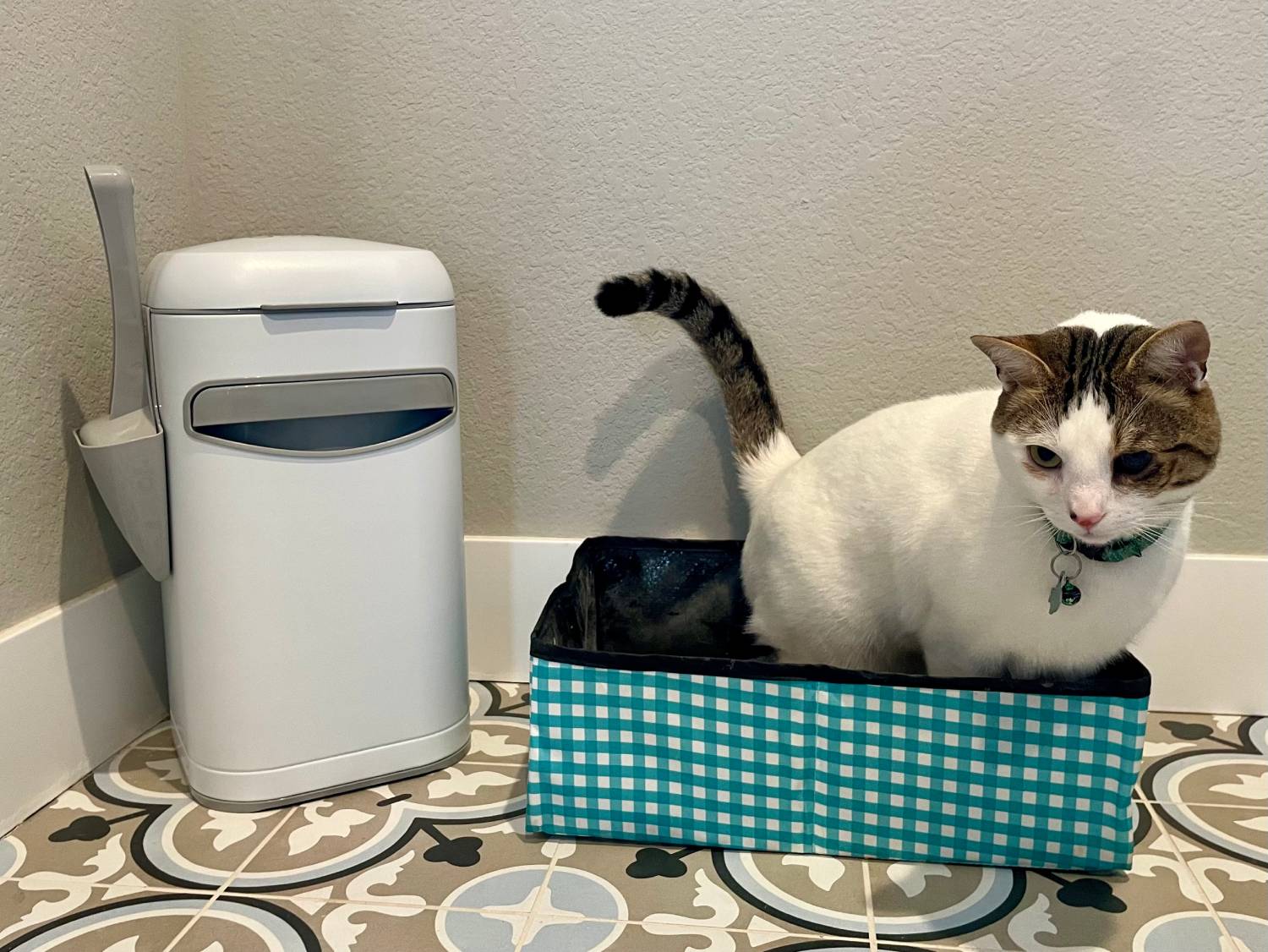Platinum Cube Review of Litter Genie - Cat that uses the product