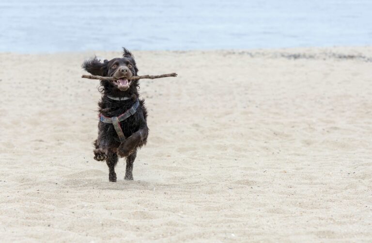 A Boykin Spaniel puppy is playing on the beach with a stick, New Jersey shore_Zadranka_Shutterstock