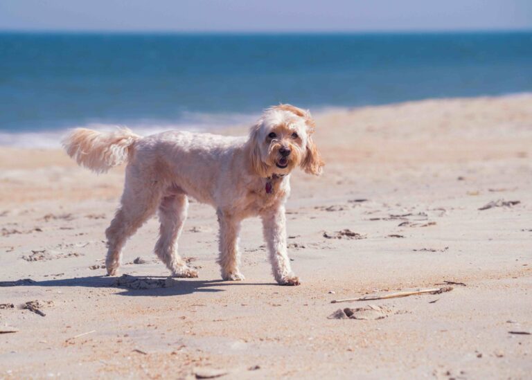 A carefree dog enjoys a relaxing day at Bethany Beach, Delaware, looking directly at the camera with pure joy._Geoffrey Prior_Shutterstock