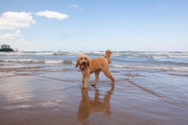 A cute Goldendoodle named Woody stands on the shore in front of a wavy Lake Michigan on a sunny, blue sky day_Deanna Oliva Kelly_Shutterstock