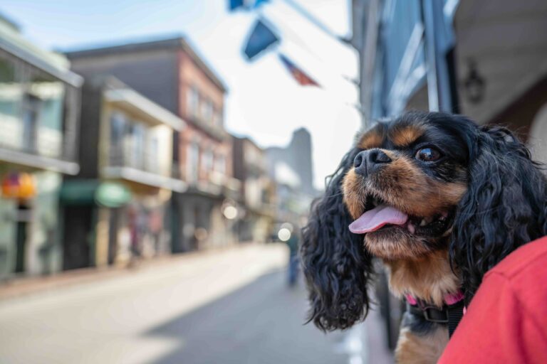 A cute dog, a Cavalier King Charles Spaniel, enjoys traveling in New Orleans, in the famous French Quarter._Page Light Studios_Shutterstock