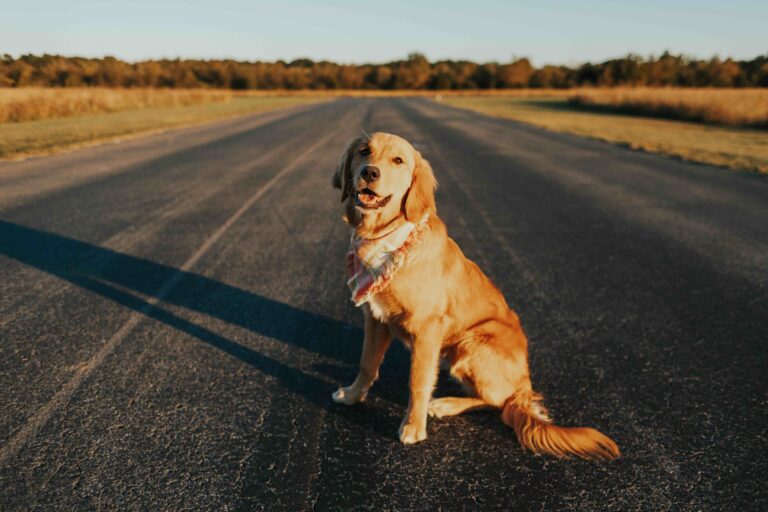 A golden retriever wearing a plaid bandana sits on a country road at sunset, photographed during golden hour near Nashville, Tennessee_Annelise Mucci_Shutterstock