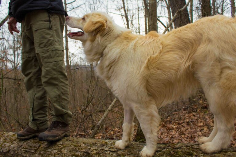A wide shot of an Australian shepherd looking at his owner during a hike and standing on a log in the Fall season in a forest in Kentucky._Stephen Nwaloziri_Shutterstock