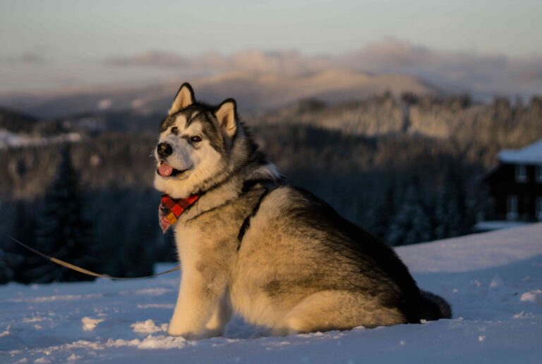 Alaskan Malamute cute pupy dog_pantazz_Shutterstock