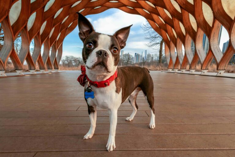 Alert Boston Terrier wearing a red bandana stands confidently under a striking wooden pavilion structure with a view of the city skyline in the background_arfwag_Shutterstock