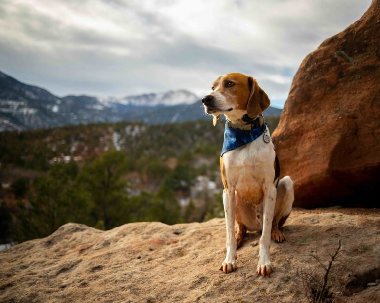 American Foxhound Dog Hiking in Desert in Garden of the Gods Colorado_Cavan-Images_Shutterstock